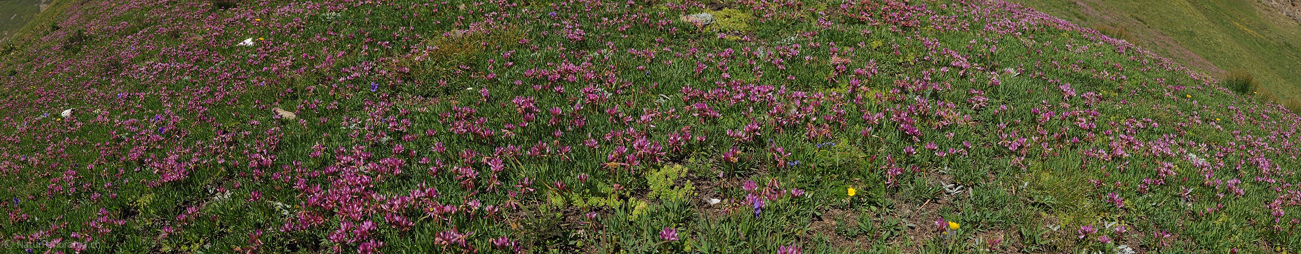 P005350: Panoramabild Blühender Alpenklee