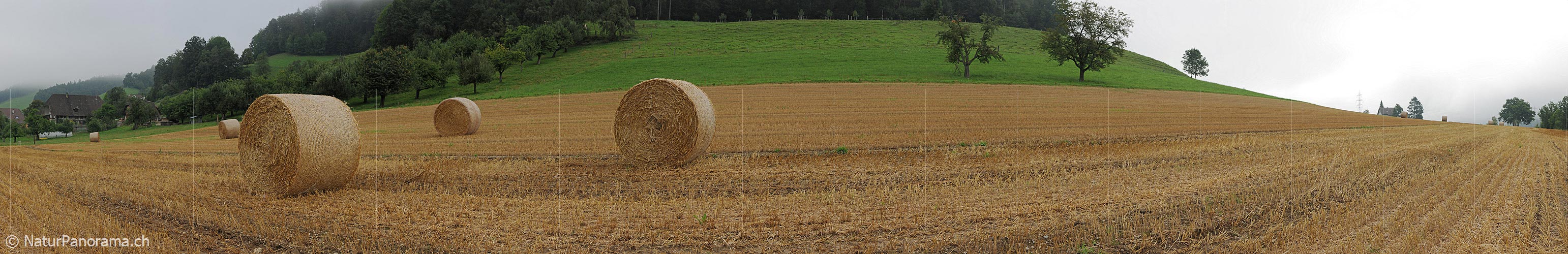 P005416: Panoramic picture of straw harvest