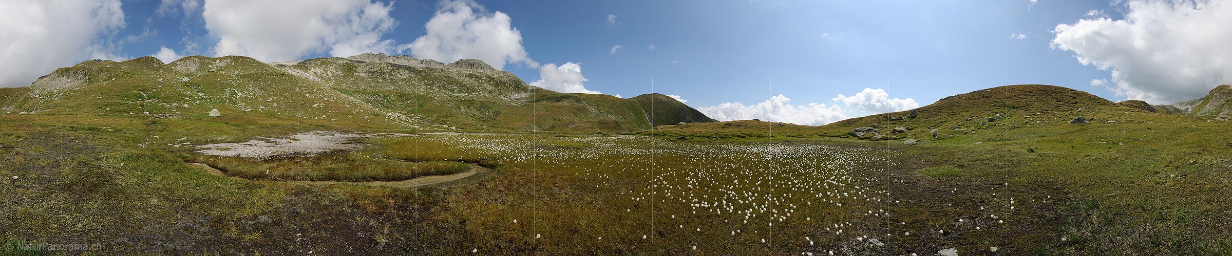 P005486: Panoramabild Kleine Hochebene mit blühendem Wollgras