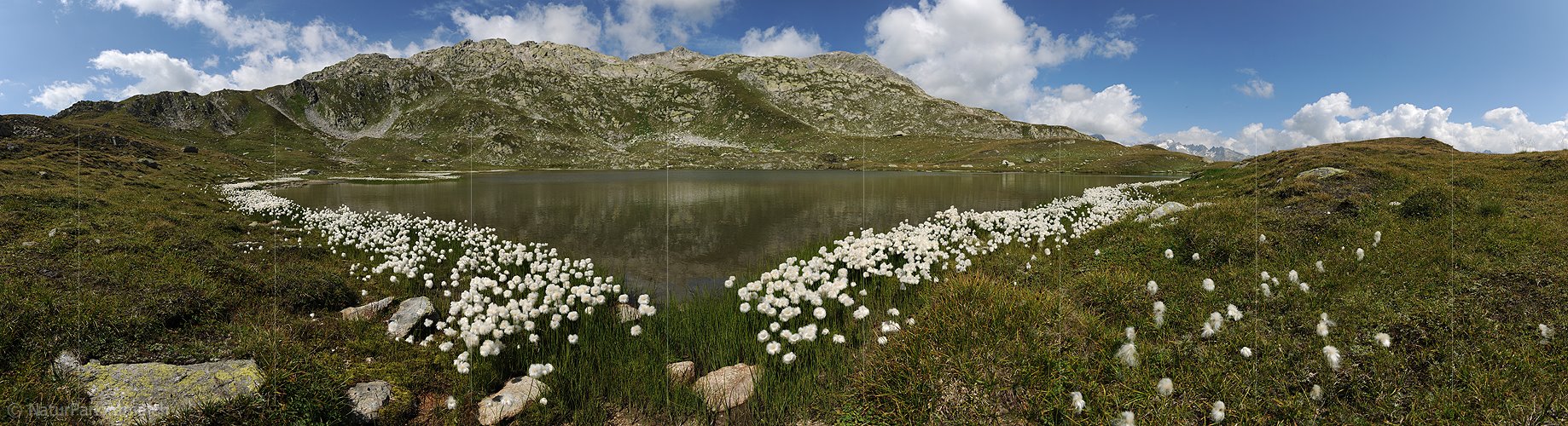 P005487: Panoramabild Jostsee mit Wollgrasgürtel
