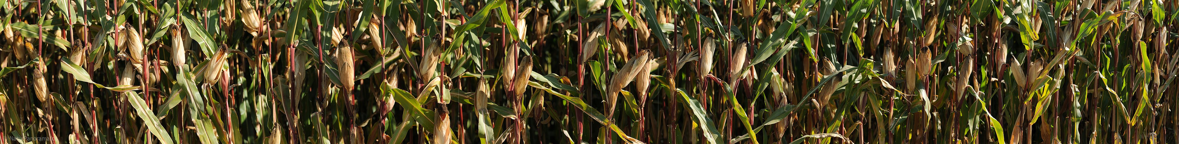 P005631: Panoramabild Maisfeld