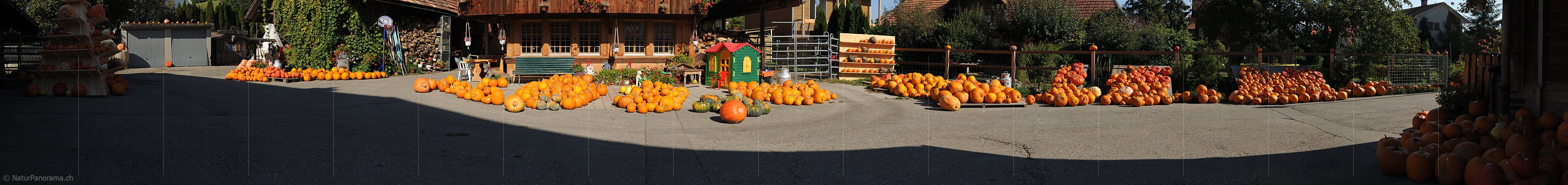 P005635: Panoramabild Kürbismarkt