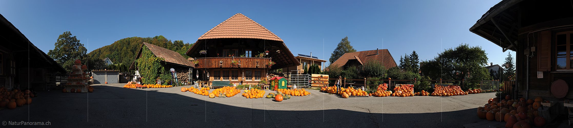 P005636: Panoramabild Kürbisausstellung