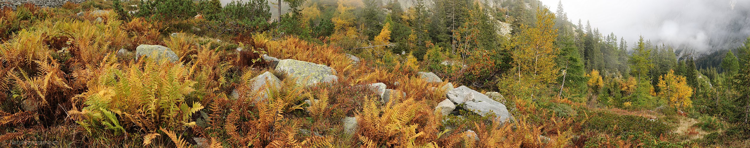 P005677: Panoramabild Herbststimmung mit Farn