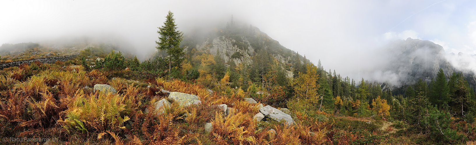P005678: Panoramabild Herbstlandschaft mit Farn