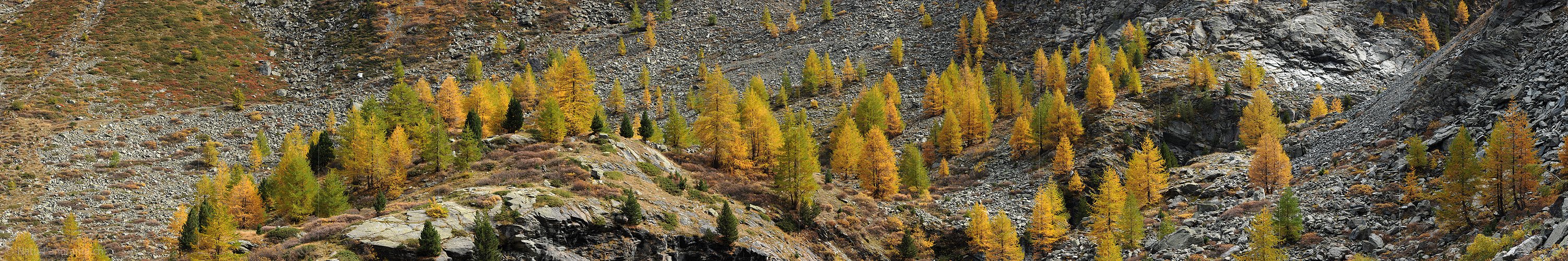 P005716: Panoramabild Lärchen in felsiger Umgebung