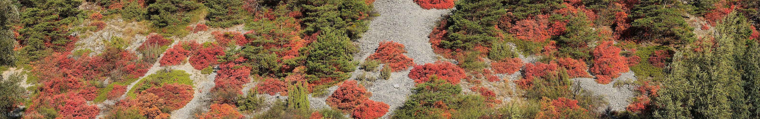 P005722: Panorama Perückenstrauch und Waldföhre
