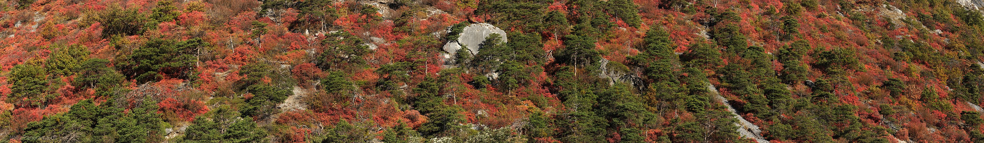 P005723: Panoramafoto Perückenstrauch und Waldföhre