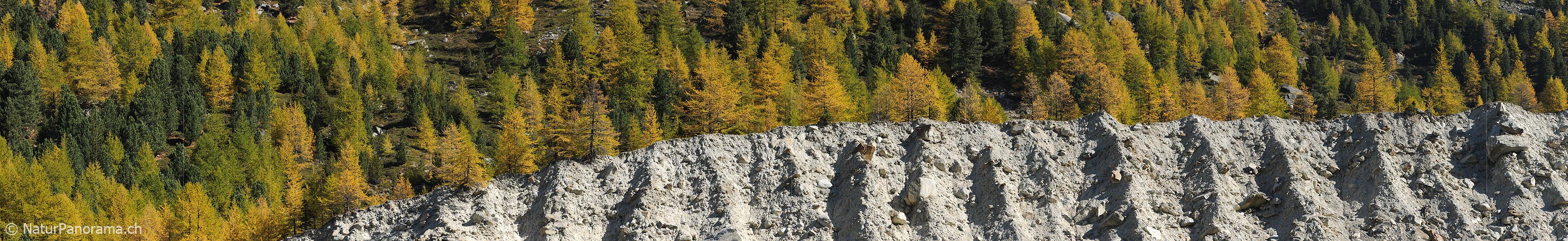 P005754: Panorama side moraine before autumnal larch wood