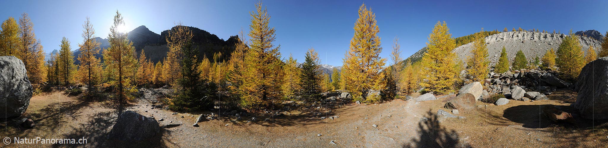 P005757: Panoramic picture footpath in autumnal larch wood