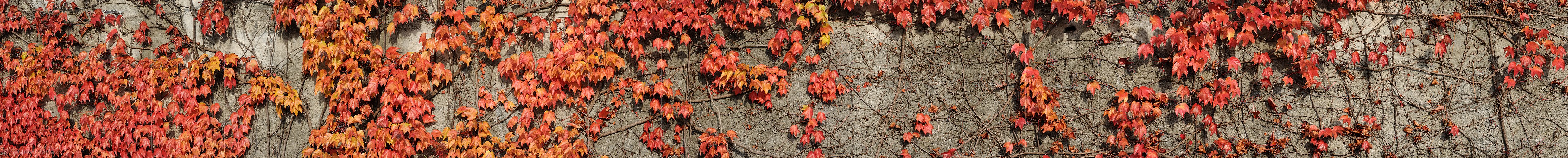 P005821: Panoramabild Herbstlaub