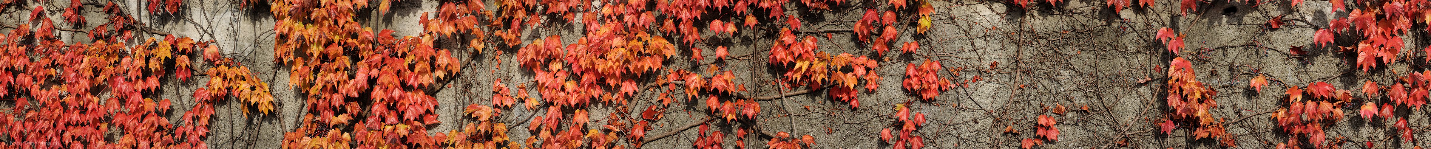 P005822: Panoramabild Farbige Blätter