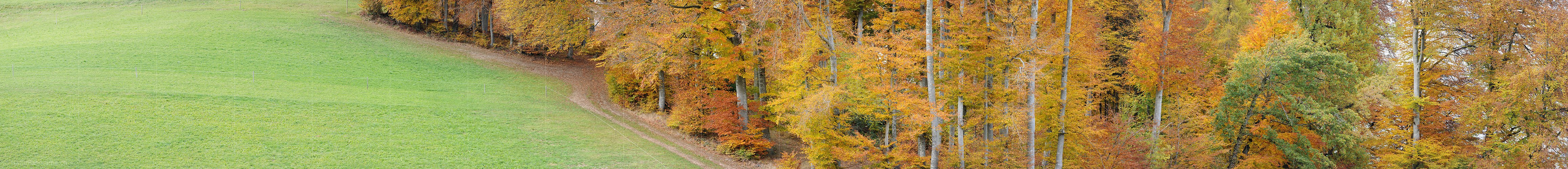 P005931: Grosspanorama Herbstwald