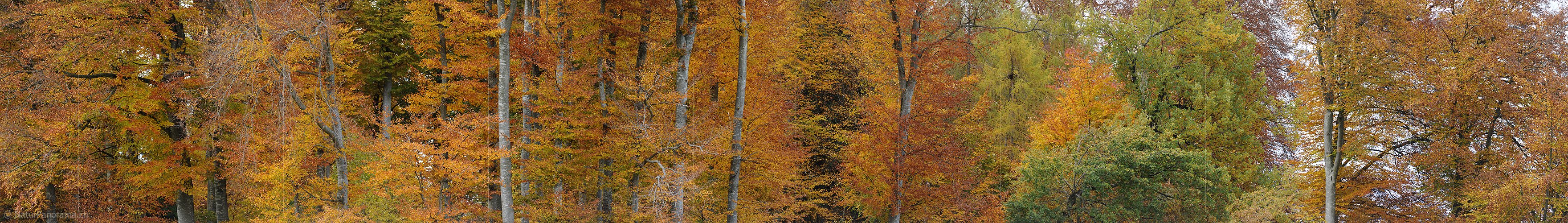 P005933: Grosspanoramabild Herbstwald
