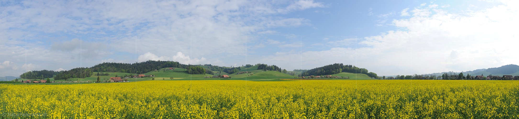 P006106: Grosspanorama Frühlingslandschaft mit blühendem Rapsfeld