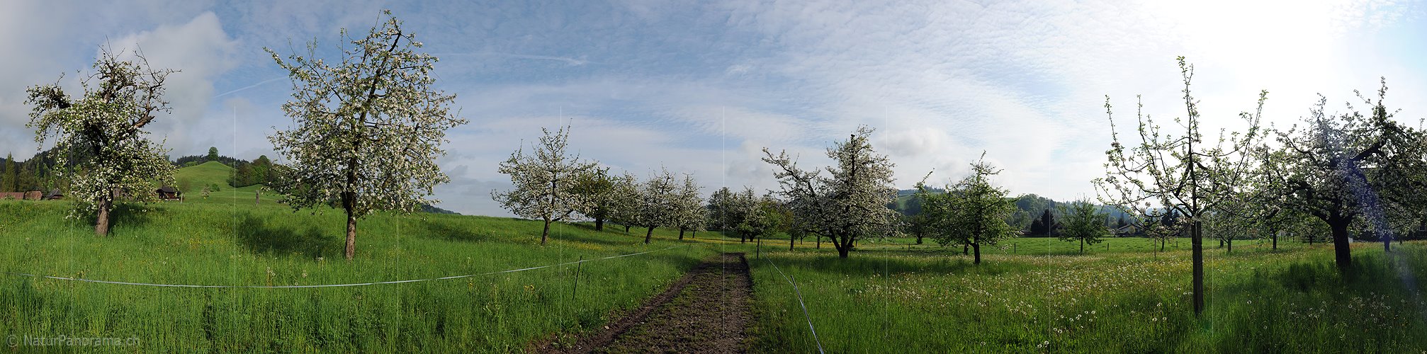 P006121: Panorama Obstgarten