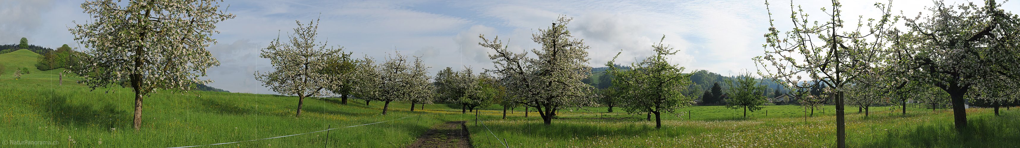 P006122: Panoramabild Obstgarten