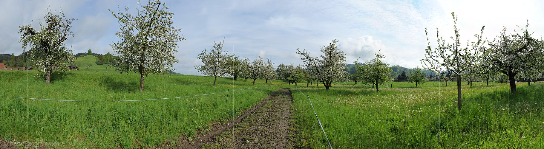 P006123: Gigapixelpanorama Obstgarten