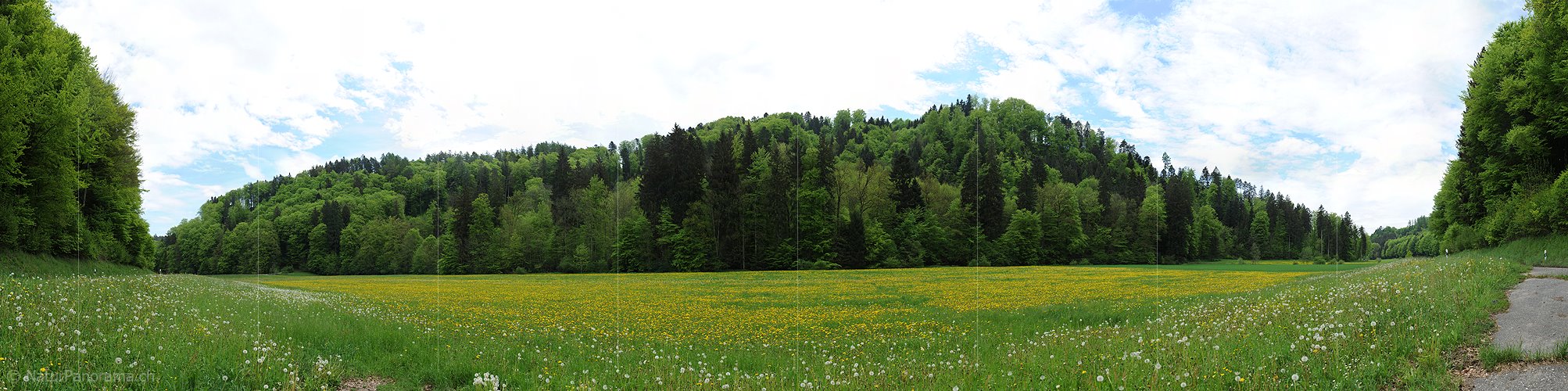 P006133: Grosspanorama Frühlingslandschaft mit Wald und Blumenwiese