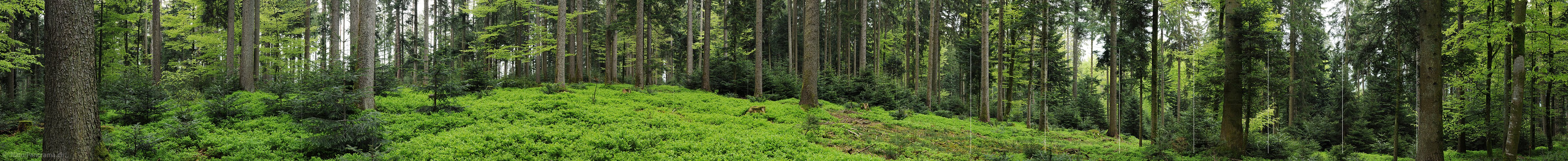 P006143: Grosspanorama Mischwald
