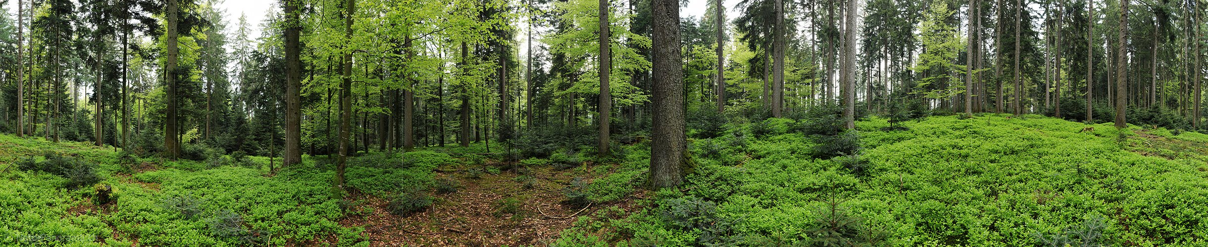 P006144: Gigapixel Panorama Mischwald