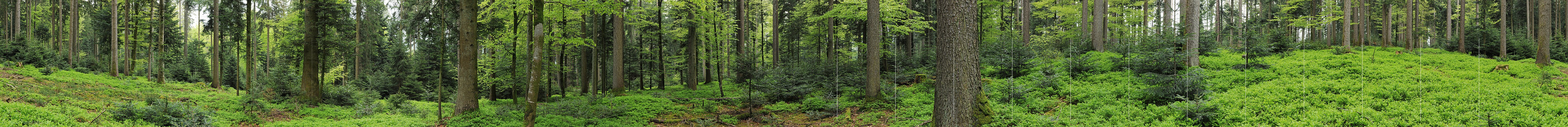 P006148: Panoramabild Mischwald im Frühling