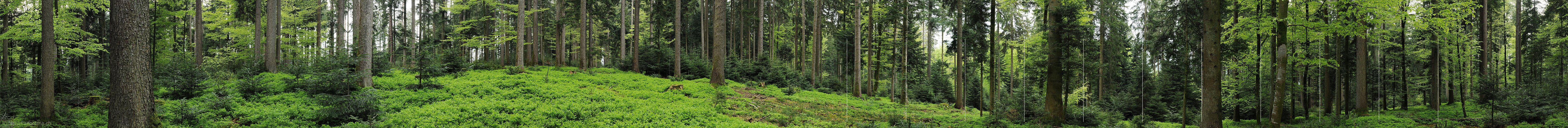 P006149: Panorama Wald im Frühling