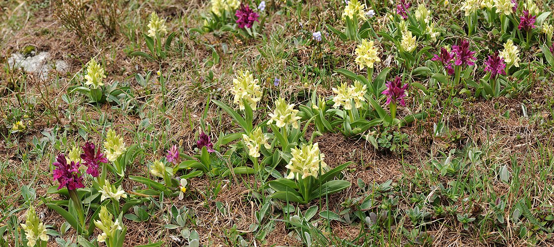 P007486: Panoramabild Holunder Knabenkraut (Orchidee)