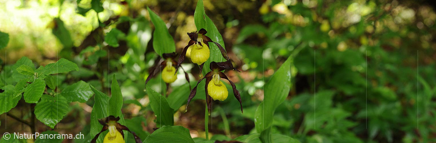 P007551: Panoramic image Orchid (Cypripedium calceolus)