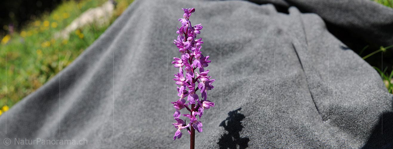 P007589: Panoramic image orchid