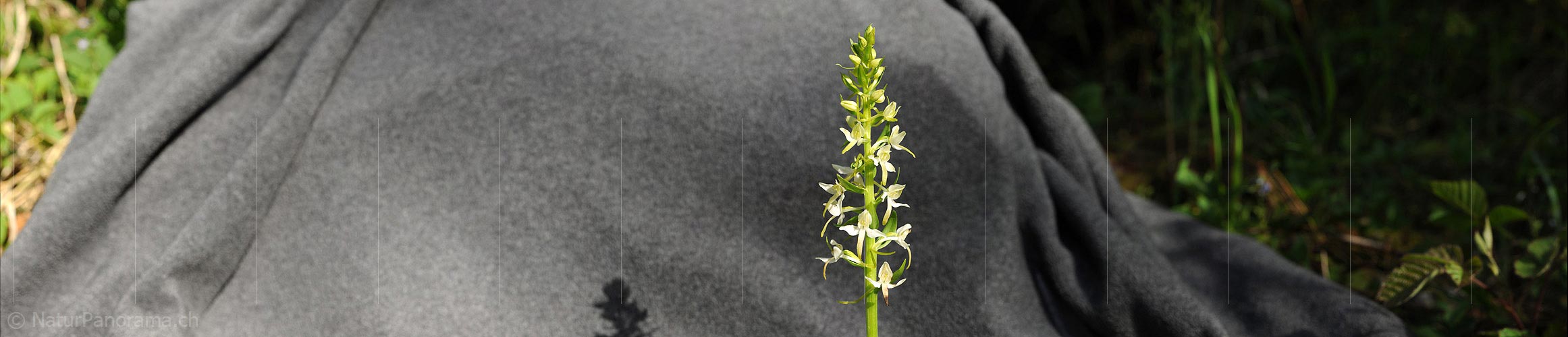 P007596: Panorama White Breitkölbchen (Orchid)
