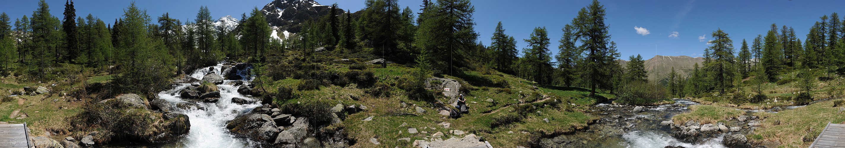 P007646: Panoramabild Sprudelnder Bergbach in lichtem Lärchenwald
