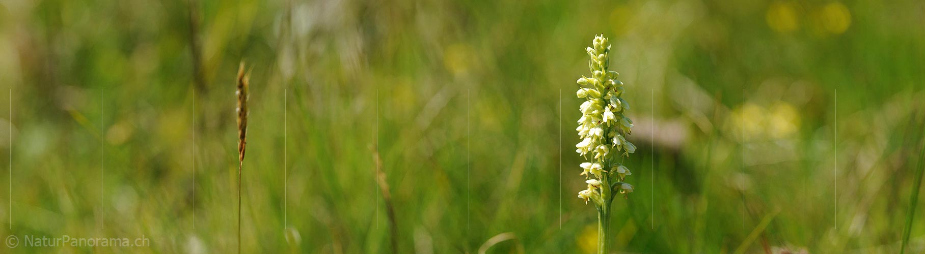 P007785: Panorama White tongue (Orchid)
