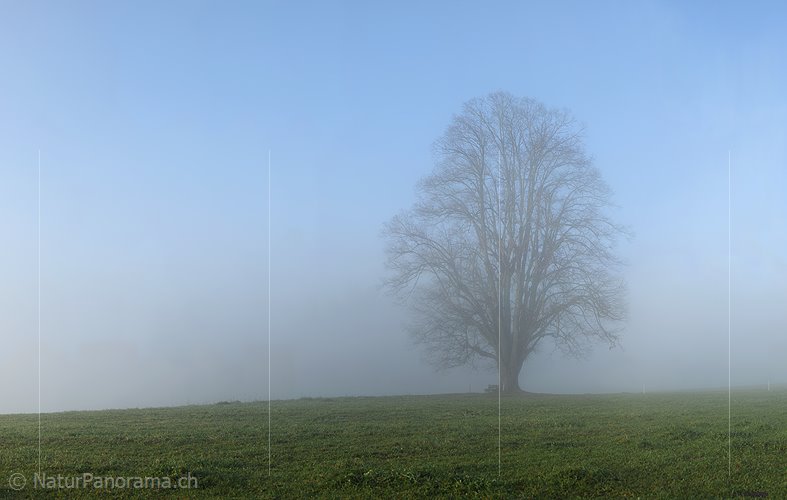 P008791: Panoramabild Mächtiger Baum im Morgennebel
