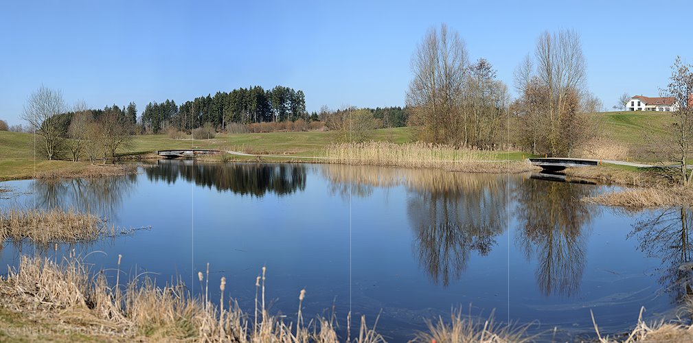 P009173: Hochauflösendes Bild Teich mit Schilfgürtel