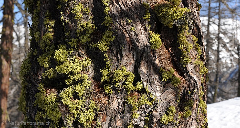 P009255: Panoramabild Lärchenstamm mit Wolfsflechten