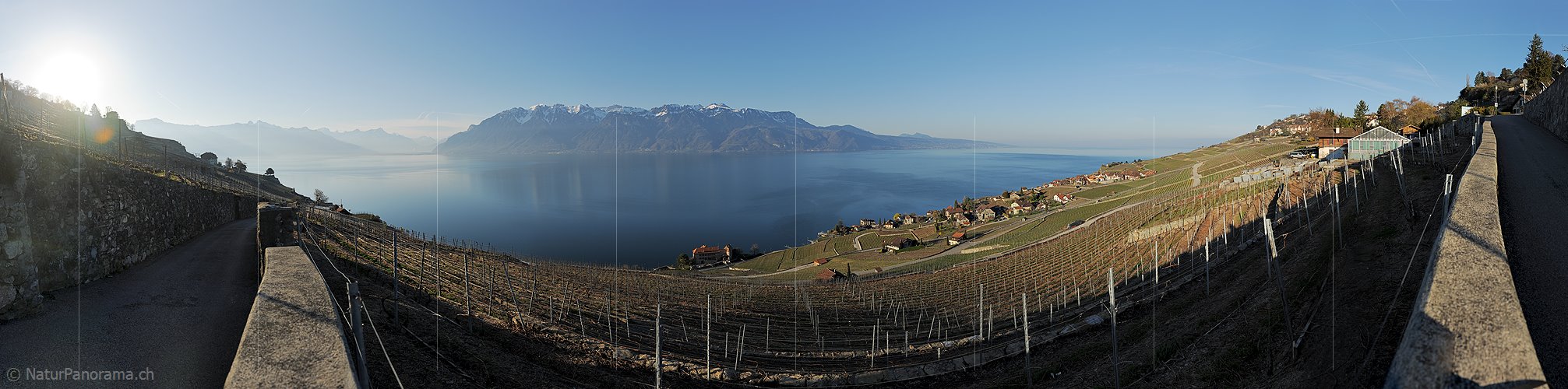 P009284: Panoramafoto Morgen über den Rebberg der Lavaux (Genfersee)