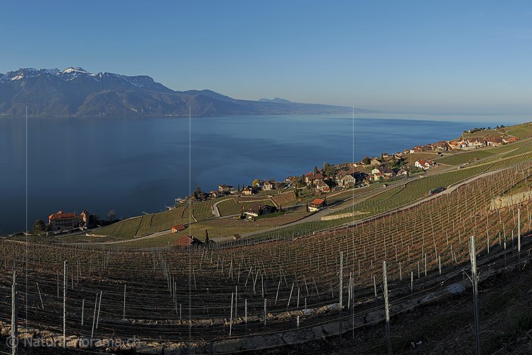 P009284a: Grossfoto Rebberge am Genfersee