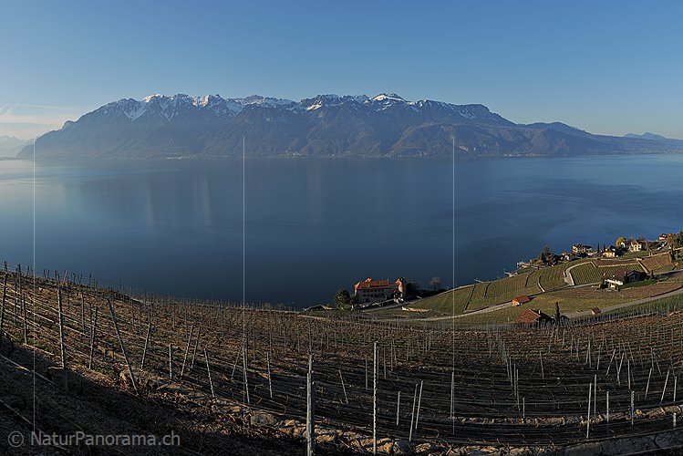 P009284b: Grossbild Rebberge am Genfersee