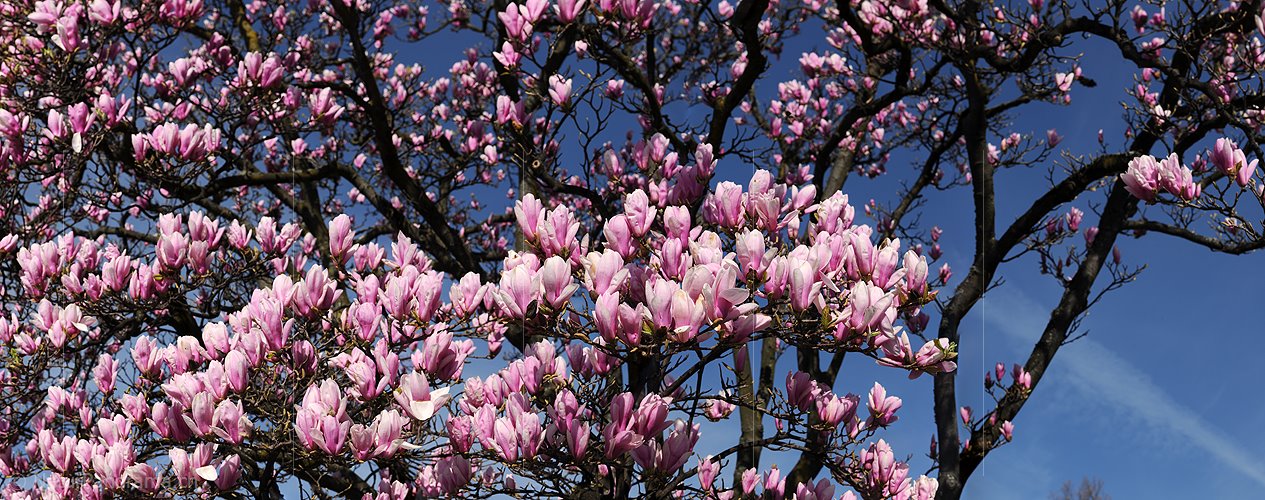 P009297: Panoramabild Blühende Magnolien