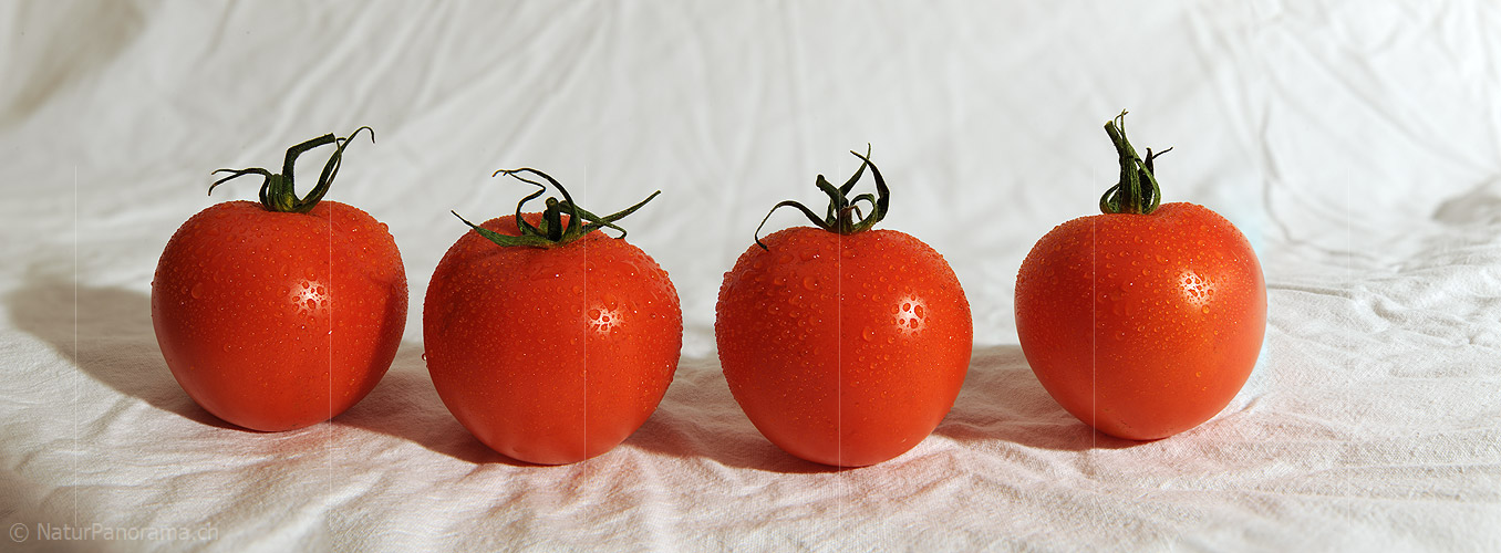 P009353: Panoramafoto Tomaten (Gemüse)