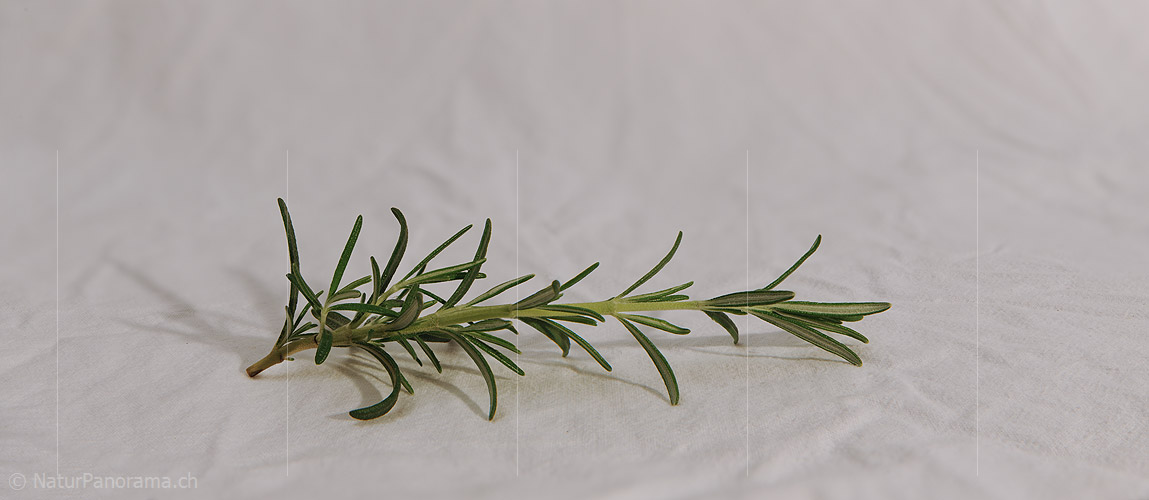 P009365: Panoramabild Rosmarin (Gewürz)