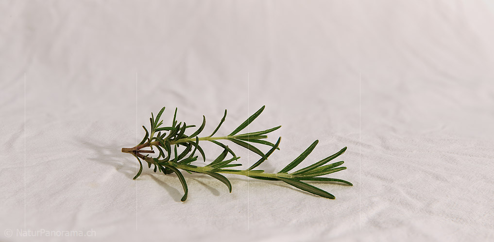 P009366: Panoramafoto Rosmarin (Gewürz)