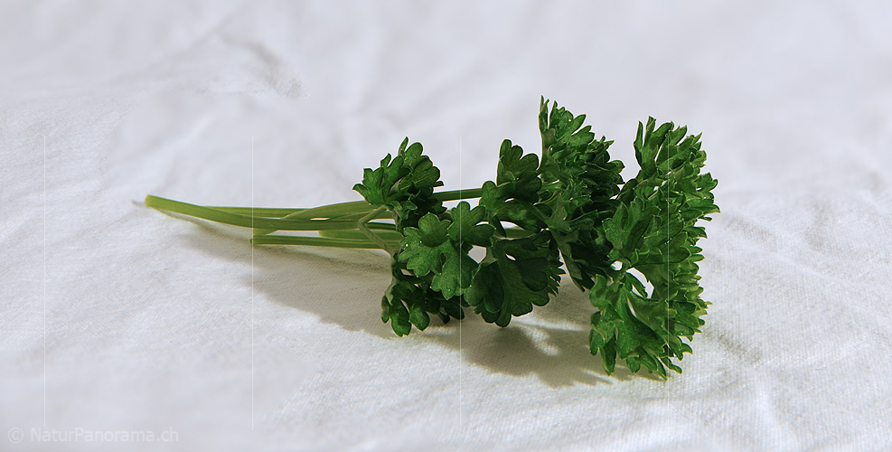 P009367: Panoramabild Petersilie (Gewürz)