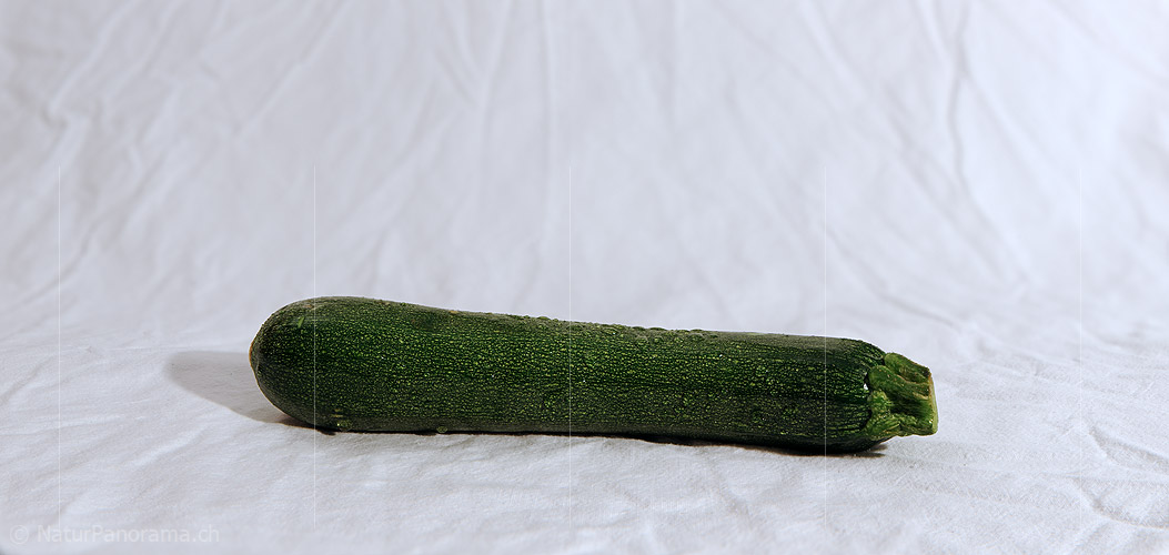 P009371: Panorama Zucchetti (Gemüse)