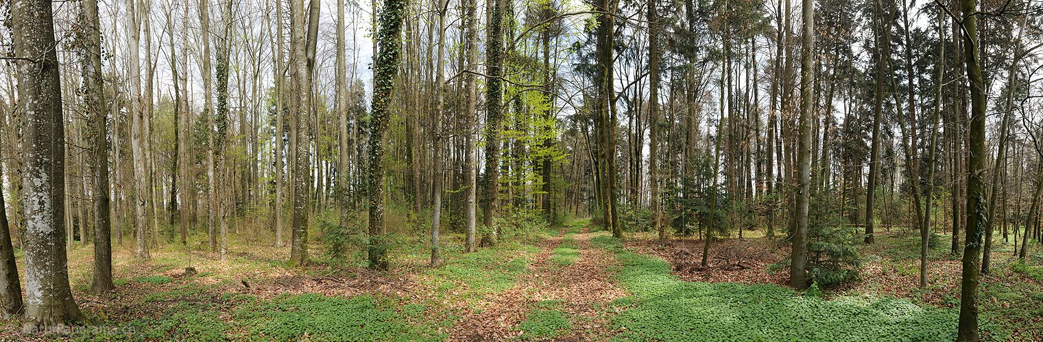 P009373: Panoramabild Frühlingswald