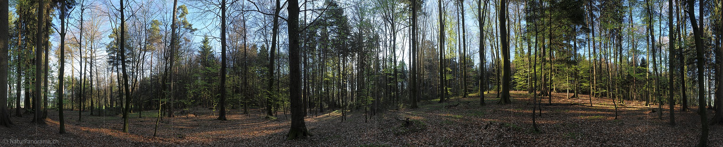 P009472: Gigapixel Panorama Morgen im Frühlingswald