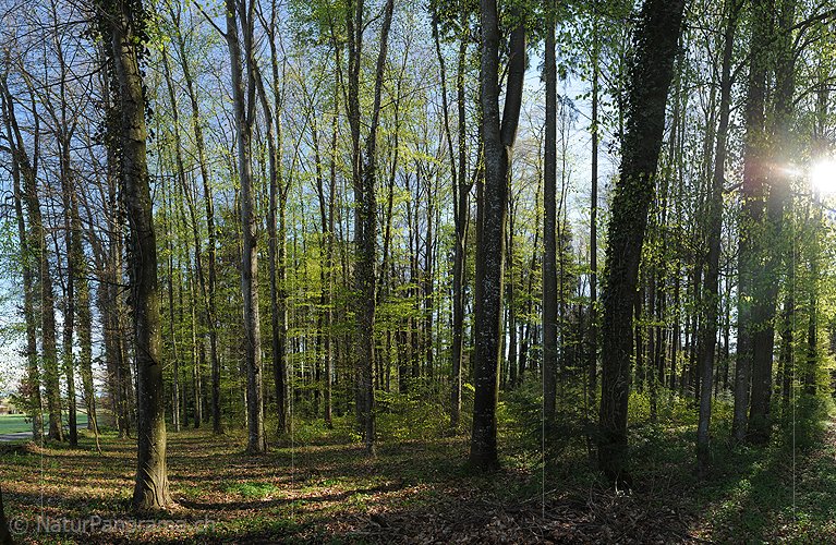 P009478: Grossfoto Frühlingswald