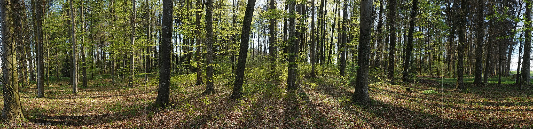 P009482: Panoramabild Frühlingswald mit frischem Buchenlaub