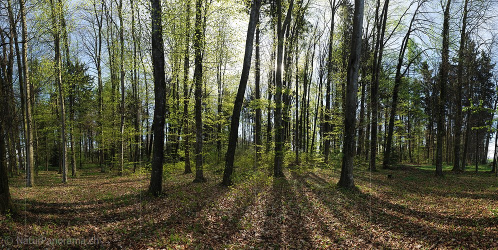 P009484: Hochauflösendes Foto Frühlingswald mit frischem Buchenlaub